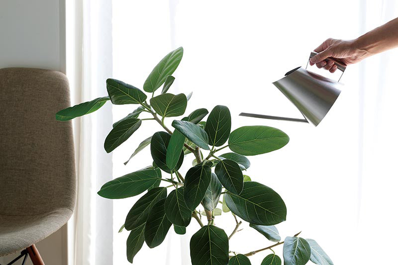 SALUS(セイラス) ミッテ ステンレス製 ジョーロ L